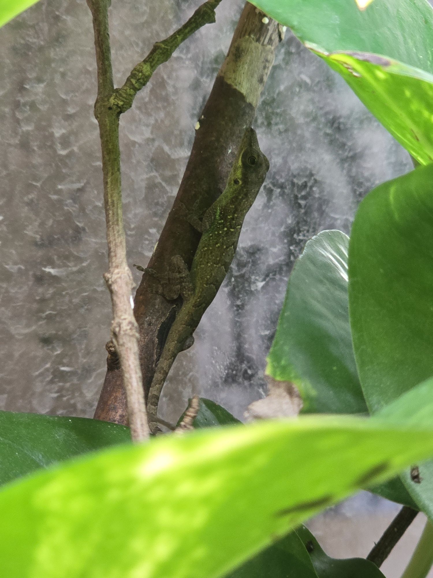 Anolis roquet macouba