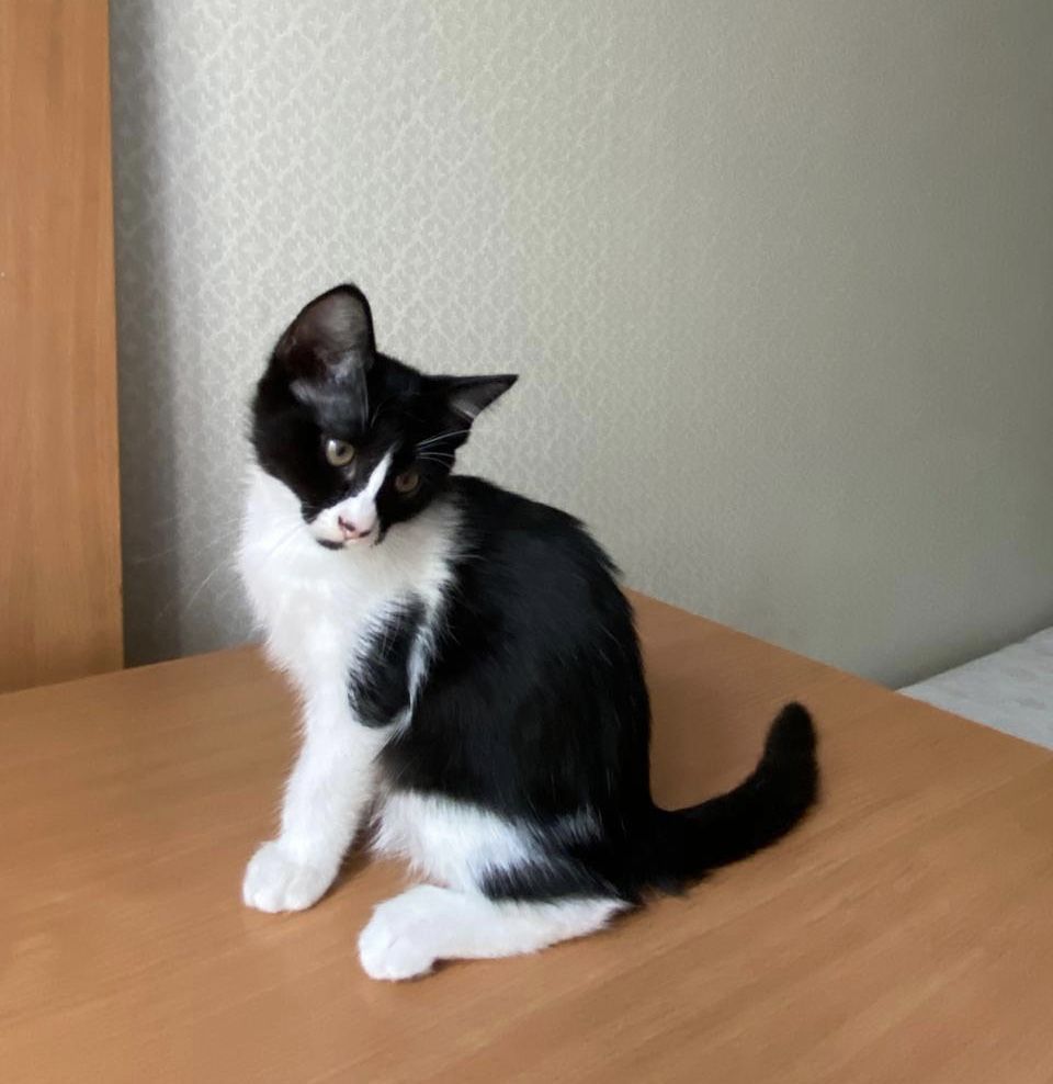 Котенок в добрые руки (кошка, киса)