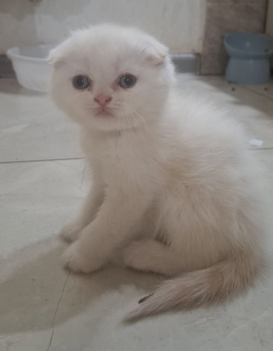 Продаются котята