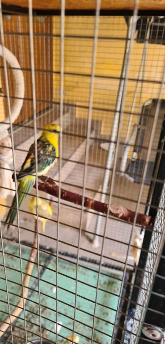 Vănd o pereche căntători maturi…