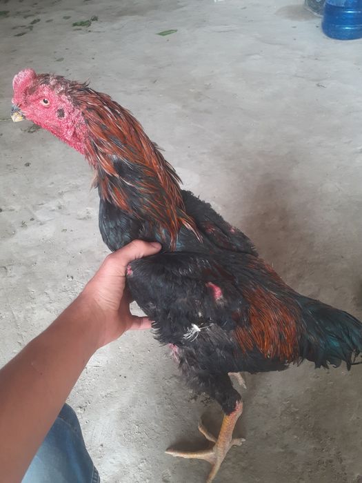 Kulangi xòroz xolati alo 1.5 yilik