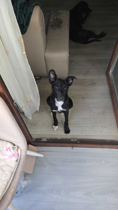 Catel cuminte, pentru adoptie