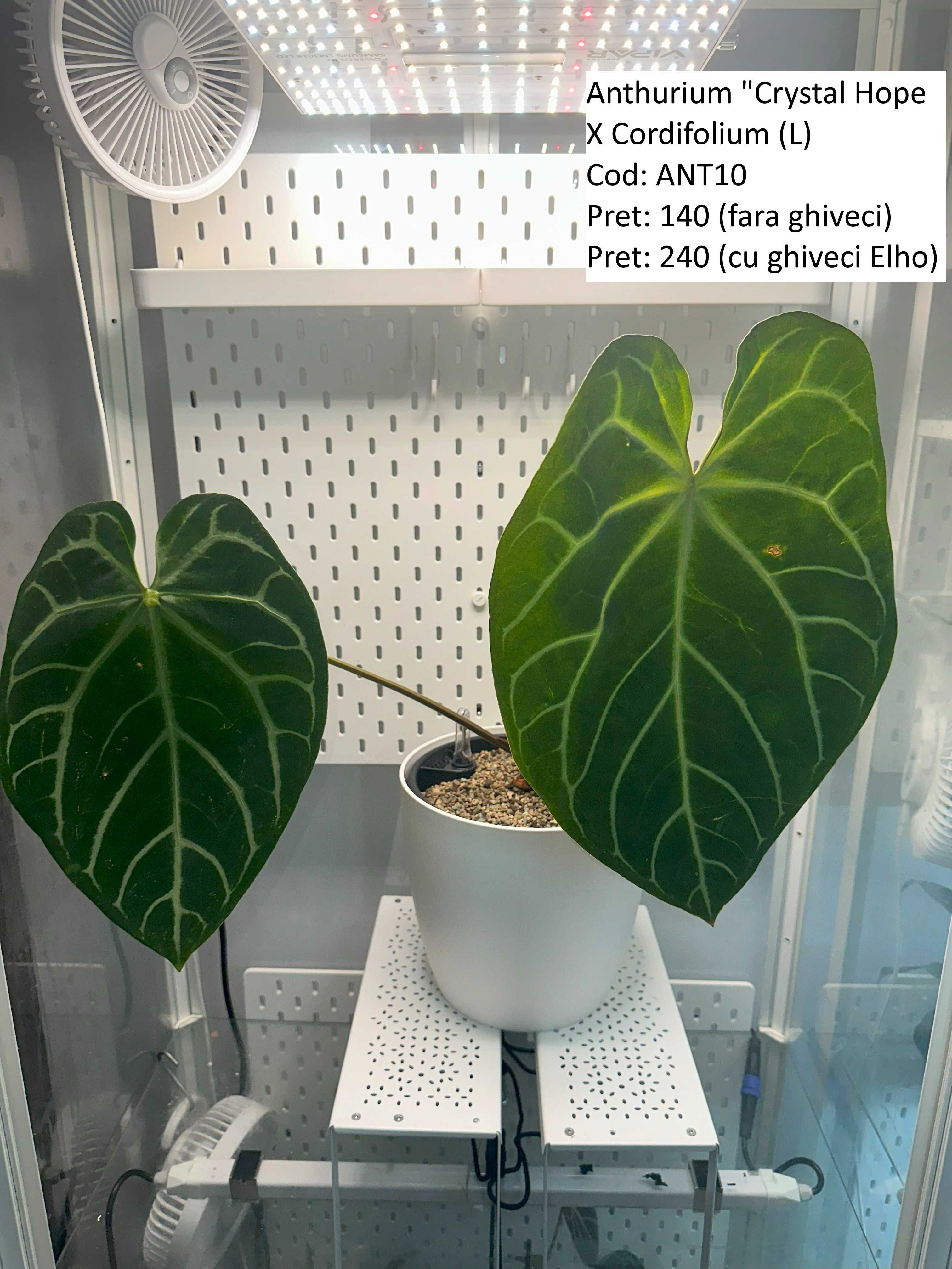 Anthurium Queen of hearts / Crystal Hope / Crystallinum / ForgetiiX _1