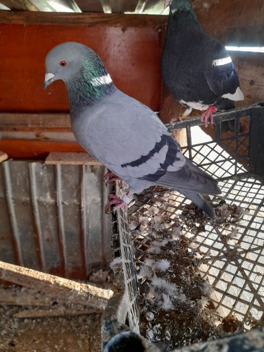 Vând 9 porumbei inelati