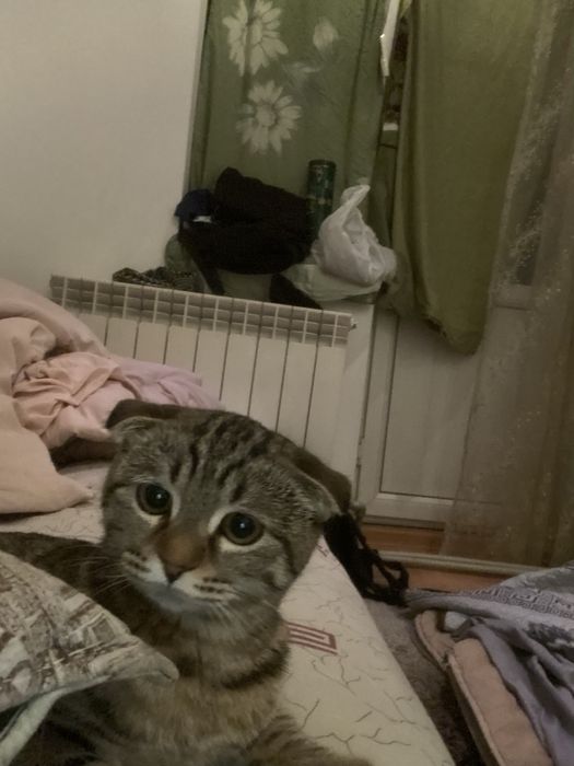 Шотландский котенок 4 месяца,девочка.