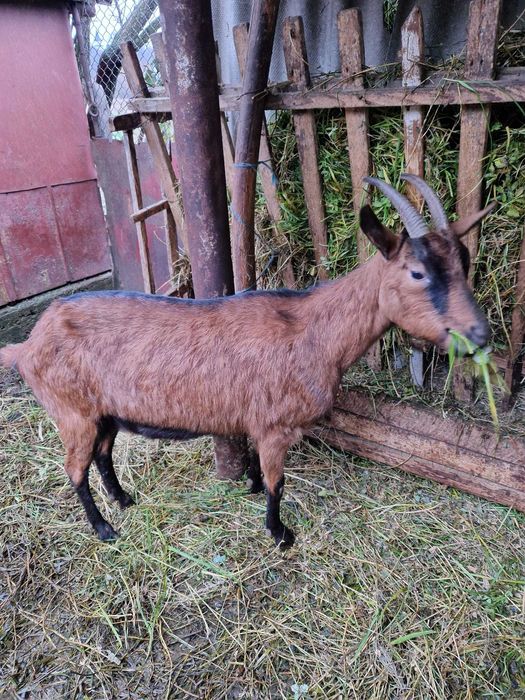 Caprita Alpina Franceza