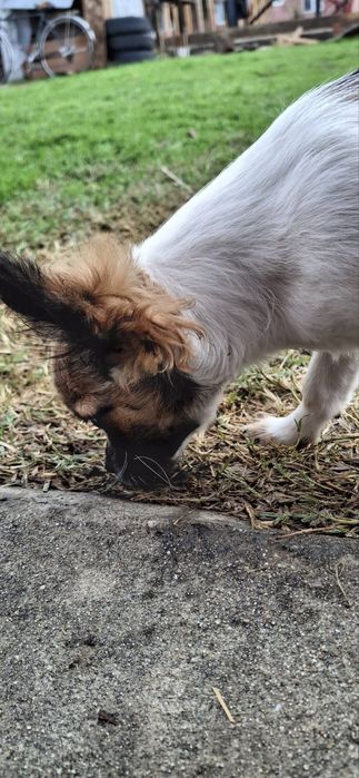 Дългокосместо Чихуахуа