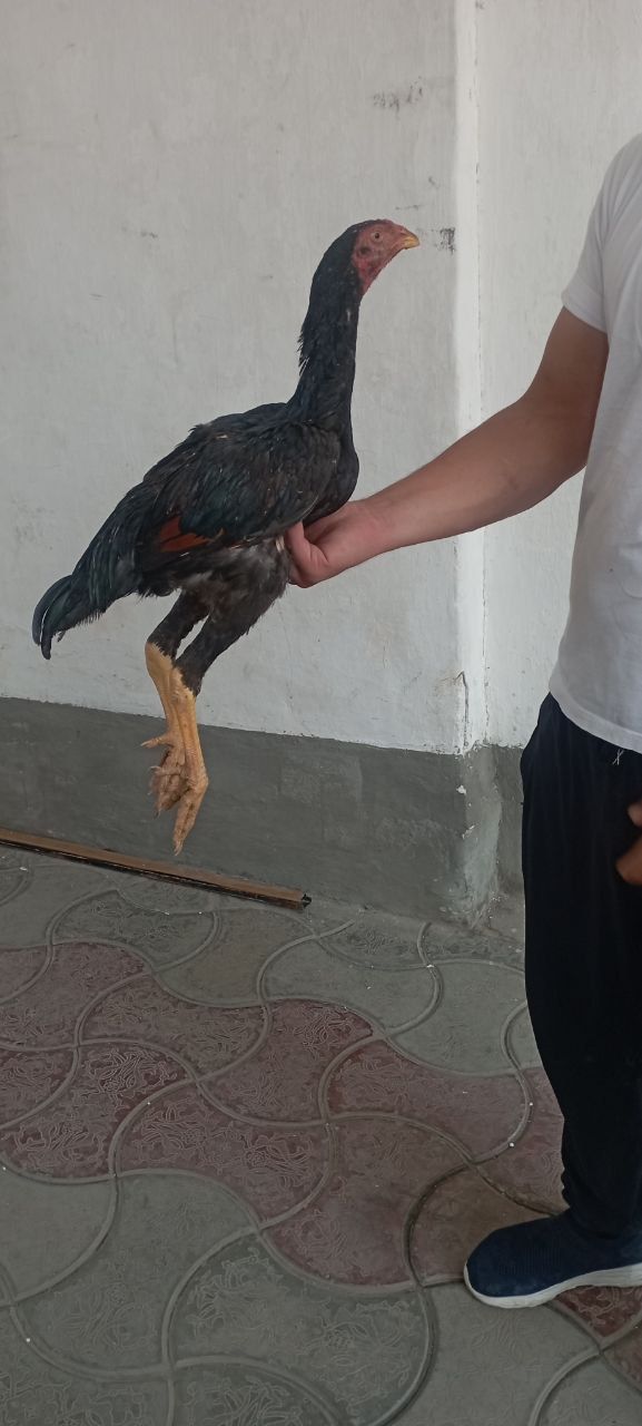 Dakan joja soglom yaxwi zot