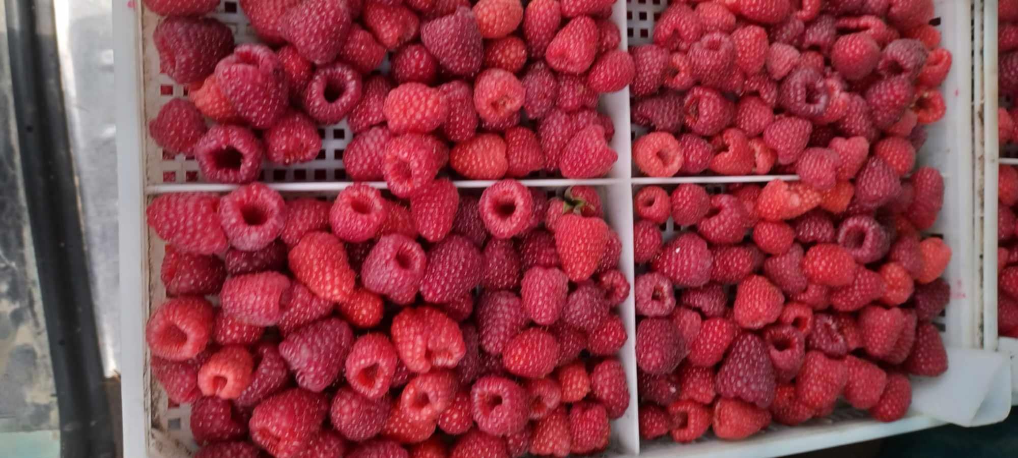 Ягоди и Малини Продавам