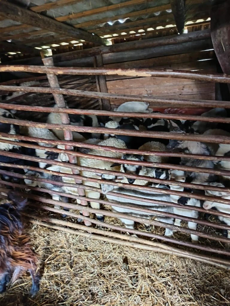 Animale oi SI miei