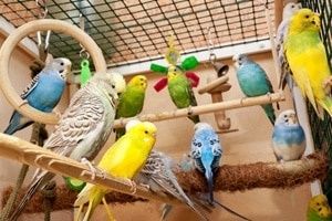 Волнистые попугай по 3500