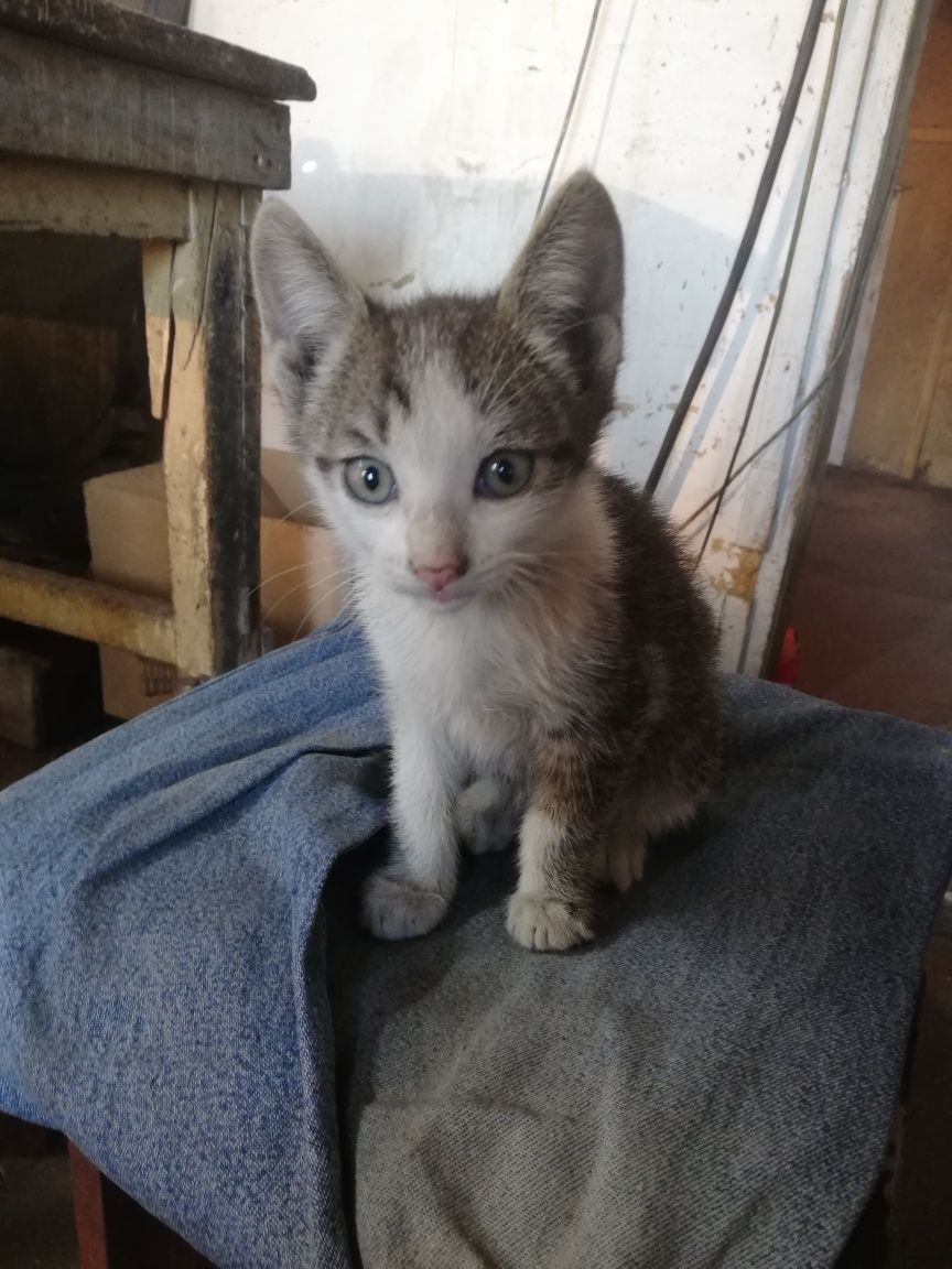 котята 1.5 месяца ищут дом и добрых хозяев