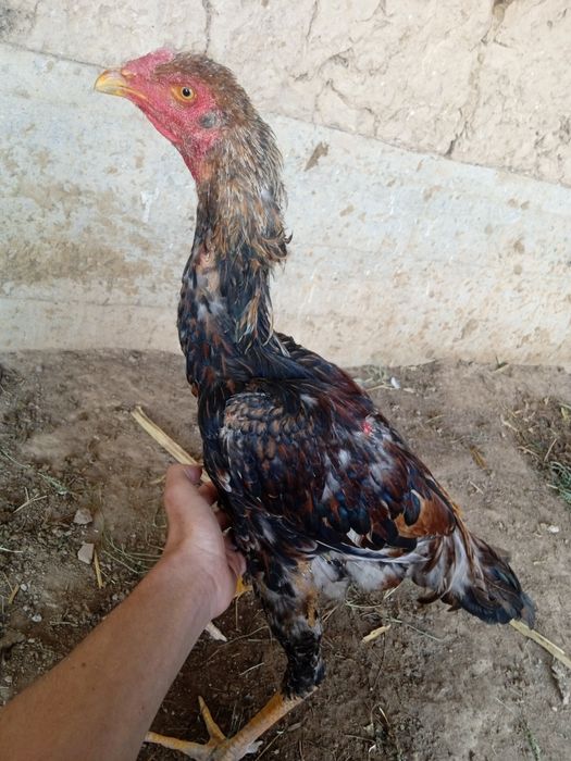 Dakan huroz sotiladi 400 ming kareys. Barter bor  keluwuramz faqat tez