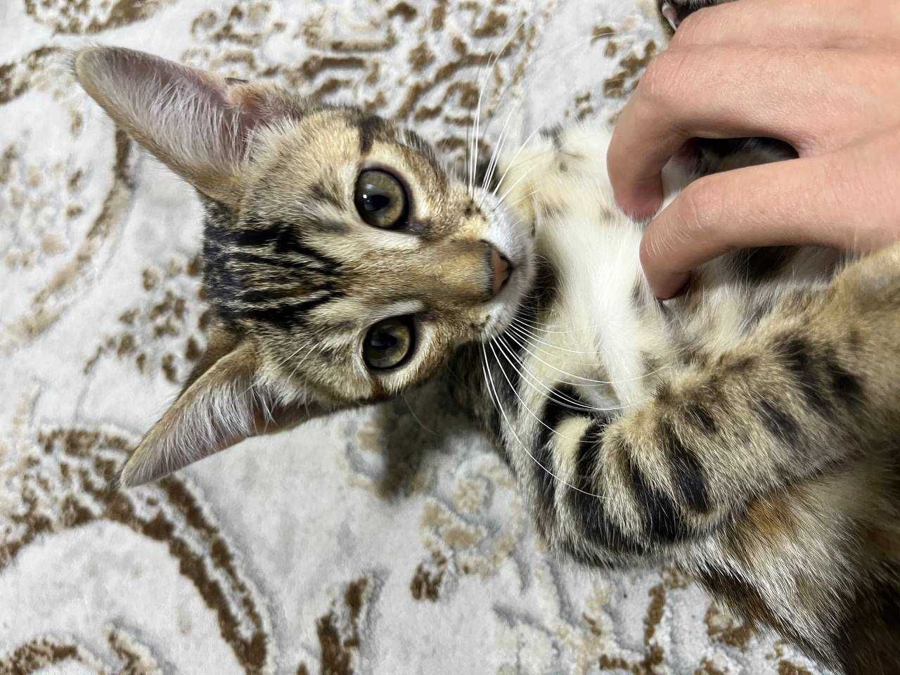 bengal mushukcha
