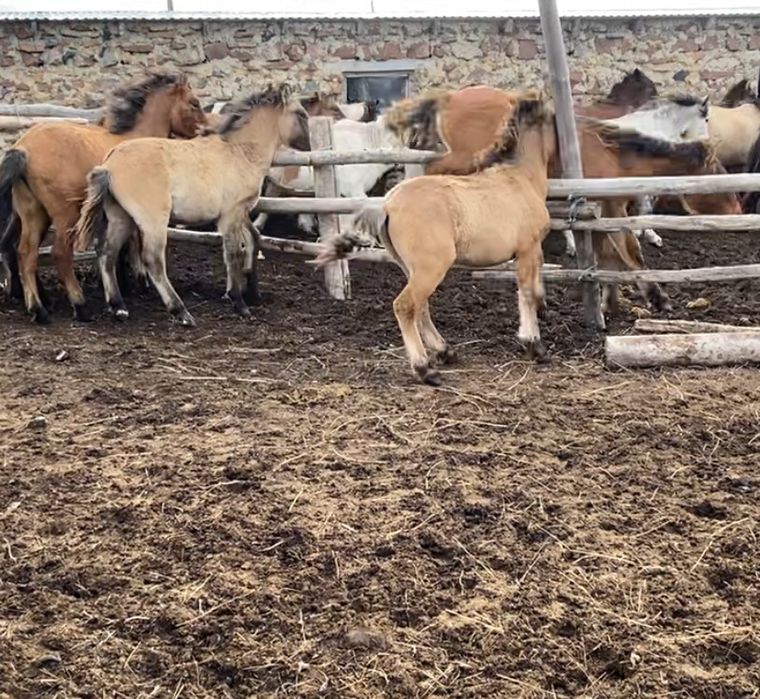 Соғым сатамыз. Баянауыл даласының малы.