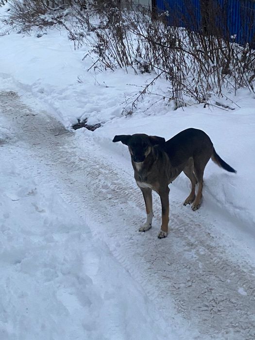 Ишет дом и теплую будочку!