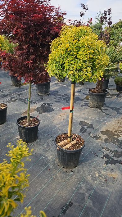 Euonymus japonicus- Ilex pe tija - Photinia red robin-