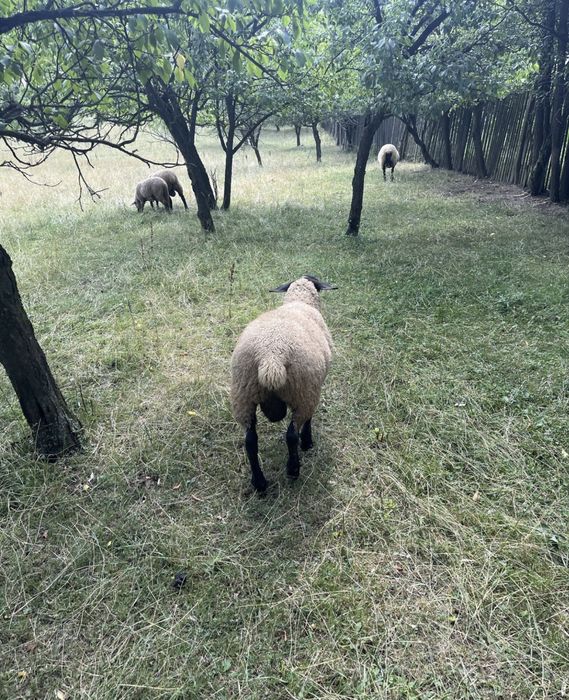 Vând berbecuți Suffolk