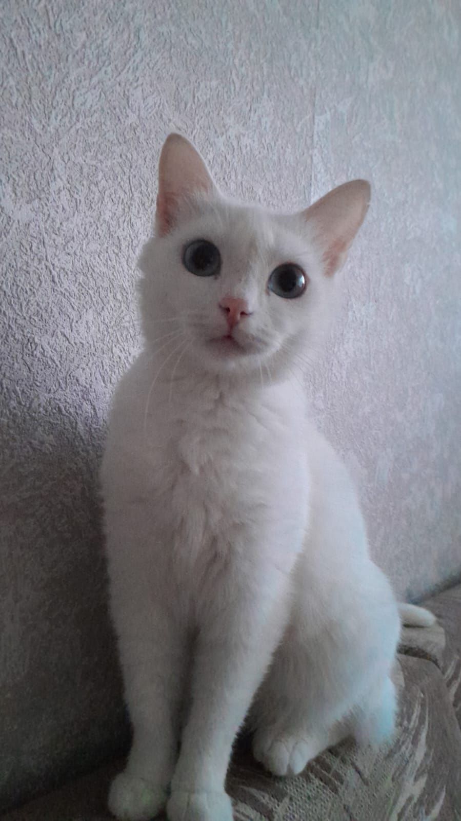 Белые кот и кошечка