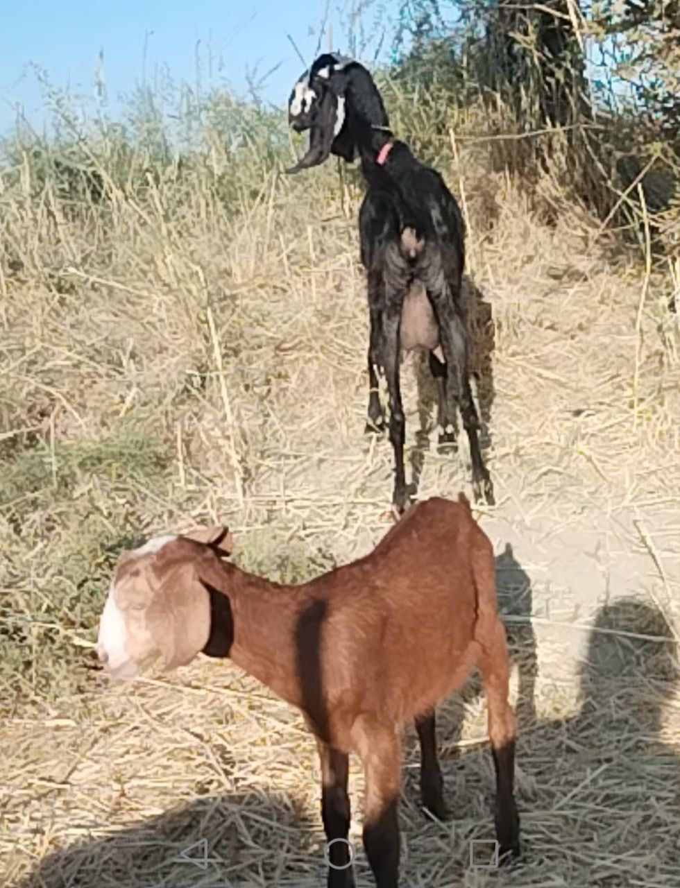 Bital ona echki bachalari bilan sotiladi