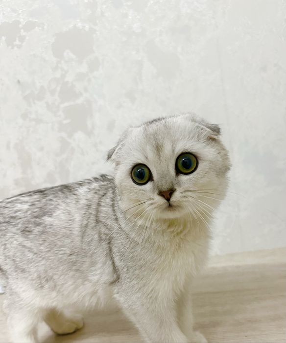 Toza zotli latok biladi 2 oylik òğil bola faqat yaxshi qaraydiganlaga