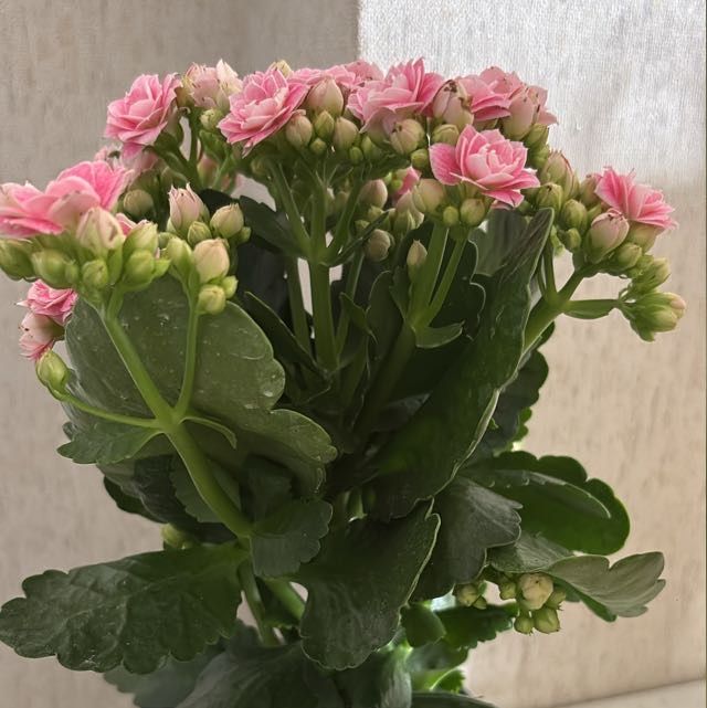 Массаж для здоровья!Выезд.