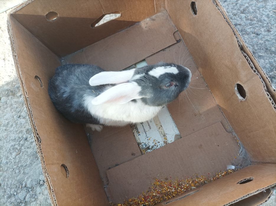 Quyon sotiladi panda erkak