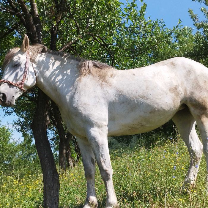 Iapă de vânzare 5 ani