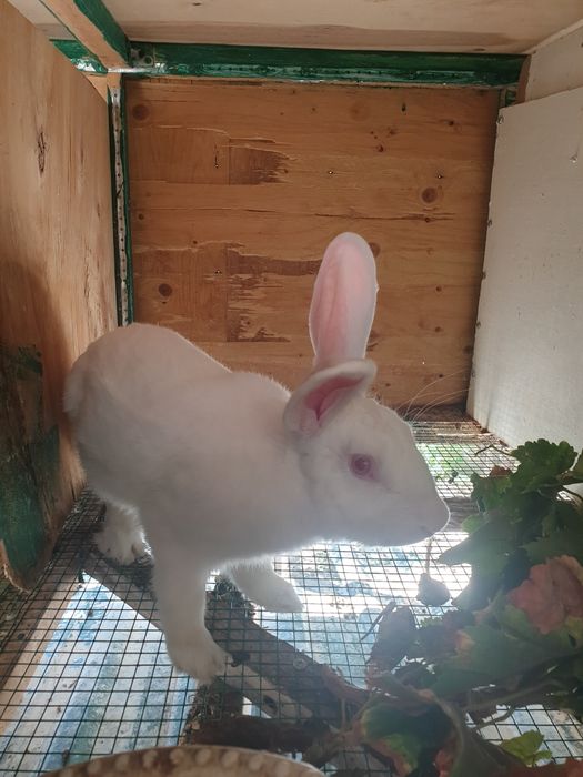 Hikol quyonlari sotiladi 8 oylik xali ishlamagan