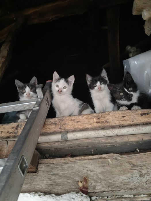Ofer spre adopție 7 puiuți de pisica