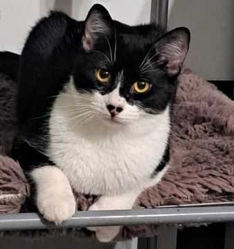 Adoptie pisica neagra castrata Seherezada