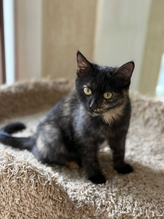 СРОЧНО! Котенок девочка 3 мес. Черепашка. ОЧЕНЬ ручная!