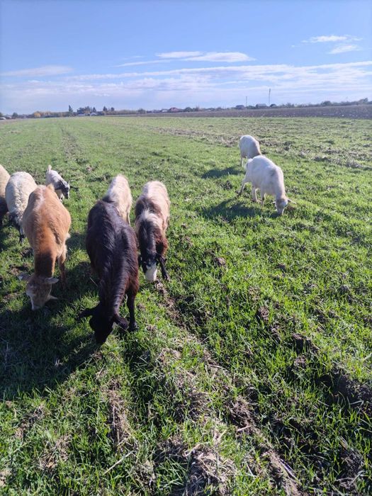 Vând 12 capre cu lapte și 1 tapv