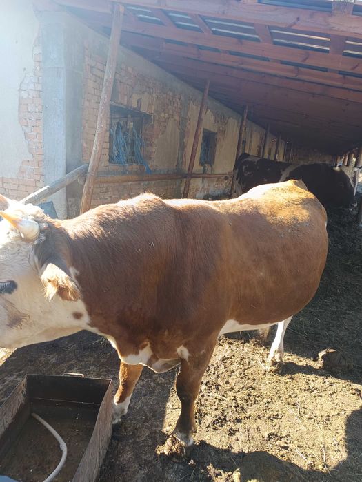 Продавам мъжки телета