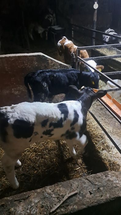 Vand vitei unul angus si un belgian