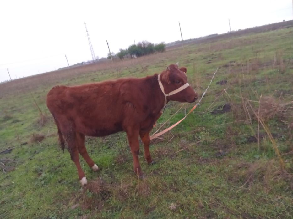 Vand junica varsta 8 luni