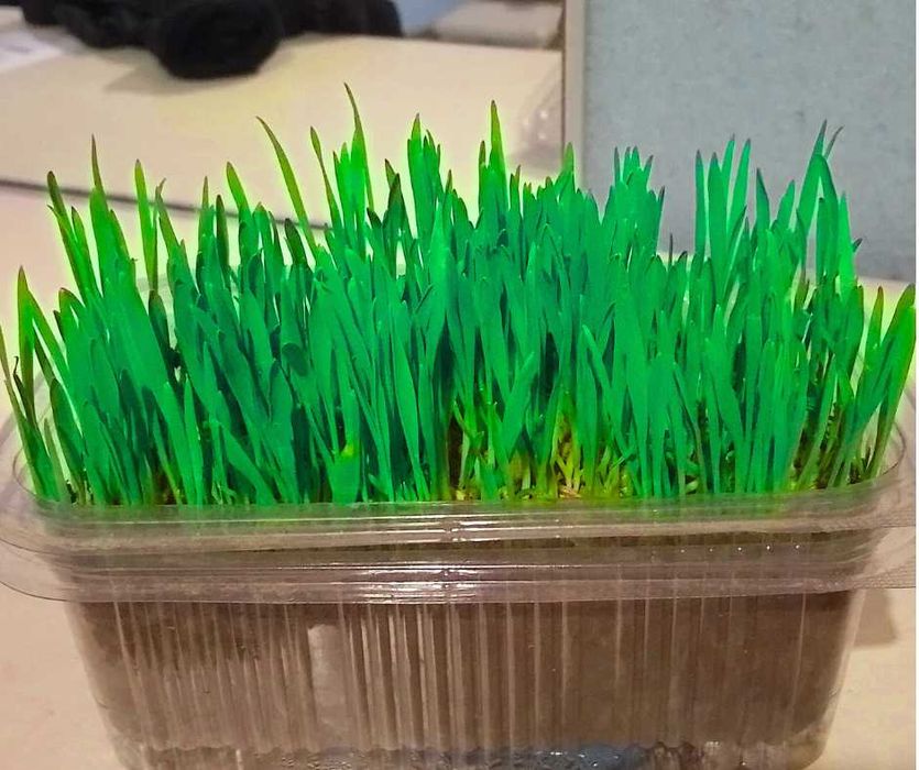 Продавам трева за котки 6 лв. със доставката за град Варна.