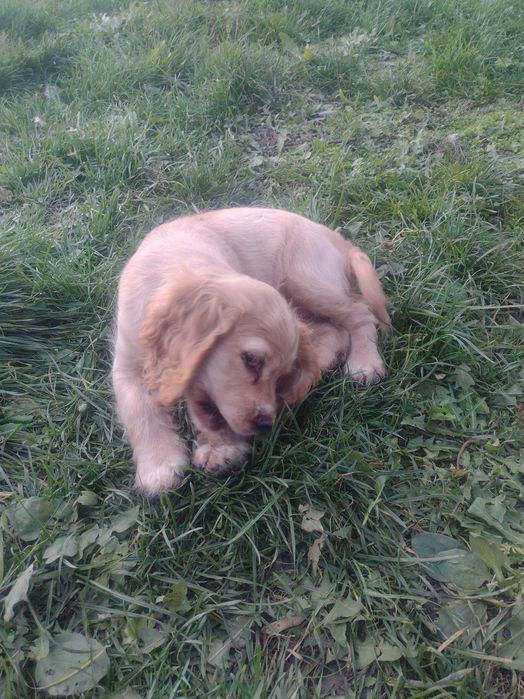 Кокер шпаньол, американски