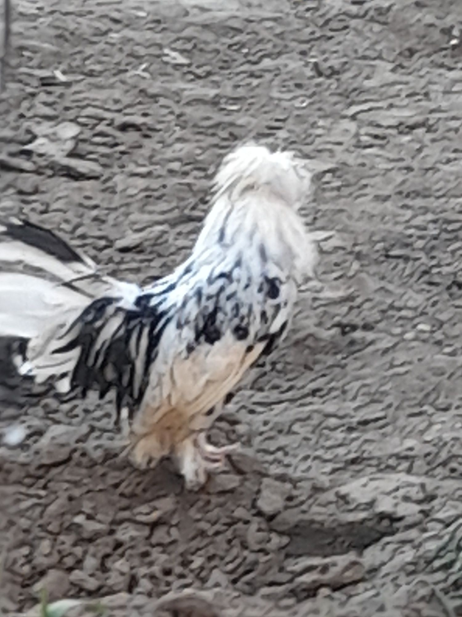 Продаётся керейский кур
