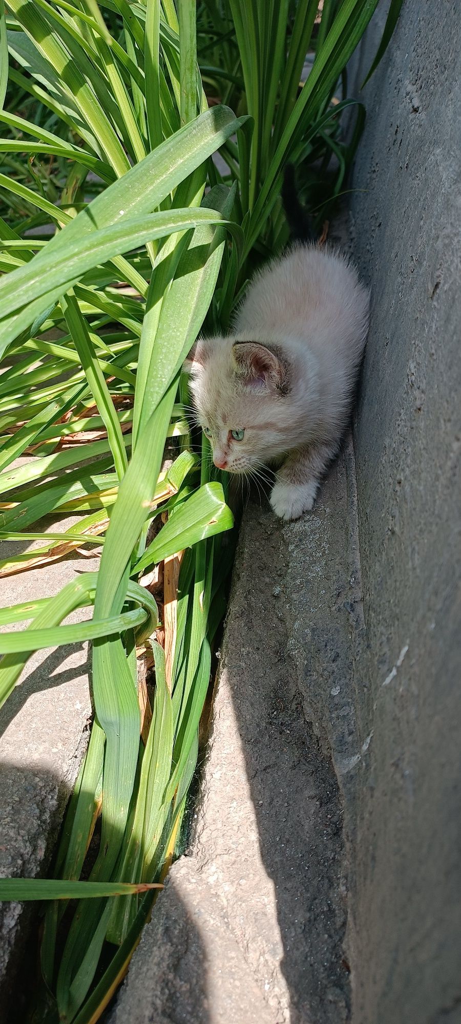 Котята ищут новый дом