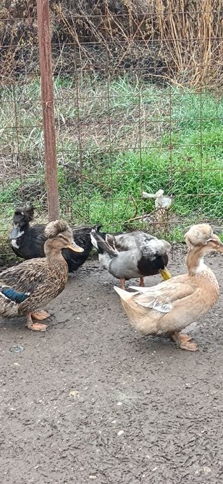 Rățoi moțat de vânzare