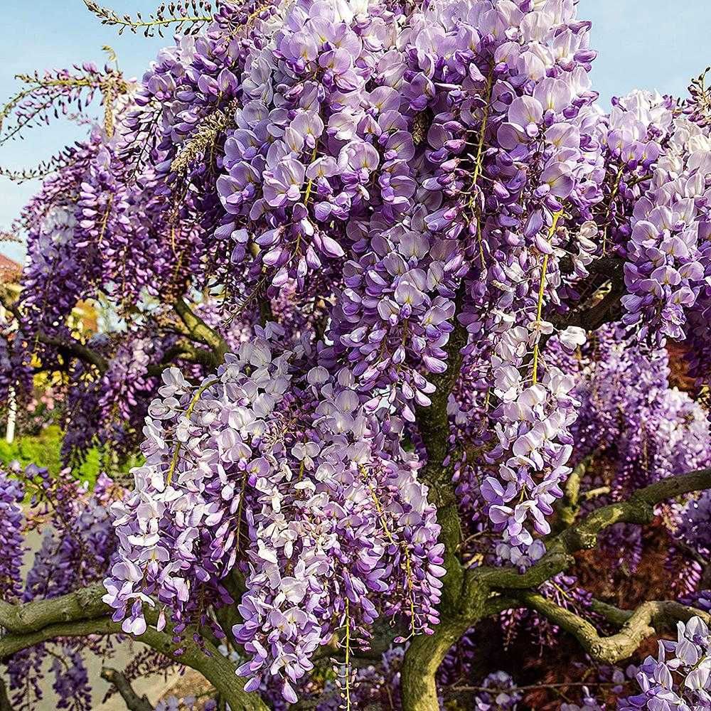 Seminte Glicină cu flori mov (Wisteria sinensis)