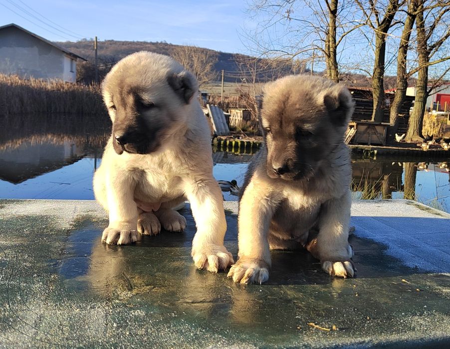 Кангал, Турски Кангал