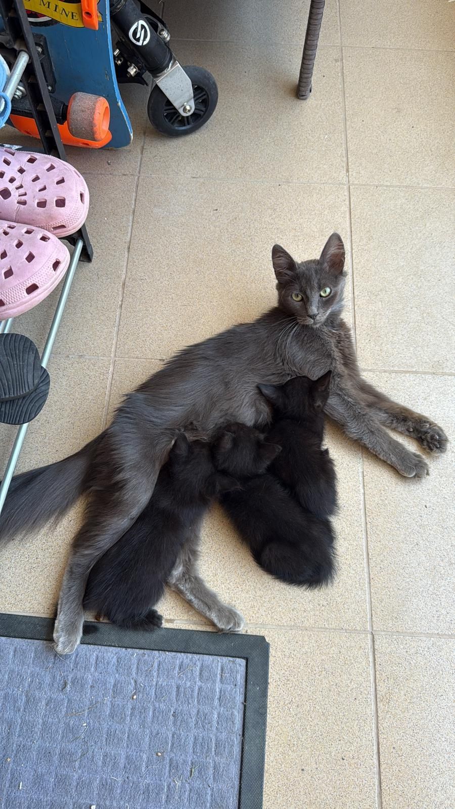 Ofer spre adoptie pui de pisica! Vârsta aprox 2 luni!