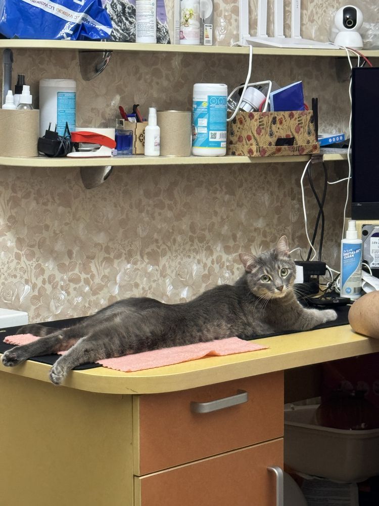 кот кошка котенок