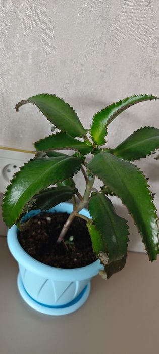 Лечебный каланхоэ от насморка простуды и другие цветы. срочная распрод