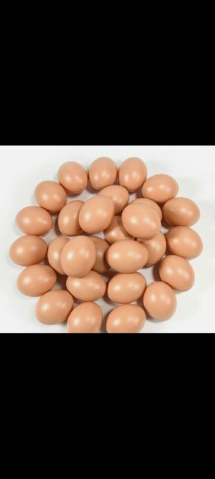 Продам пластиковые яйца для курицы