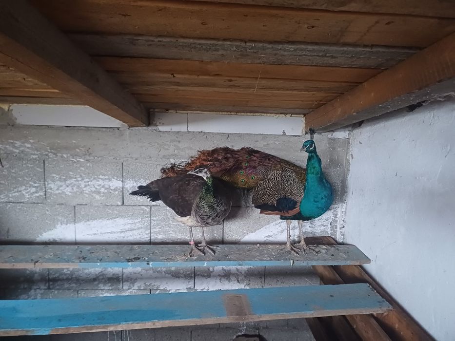 Desființez crescatorie