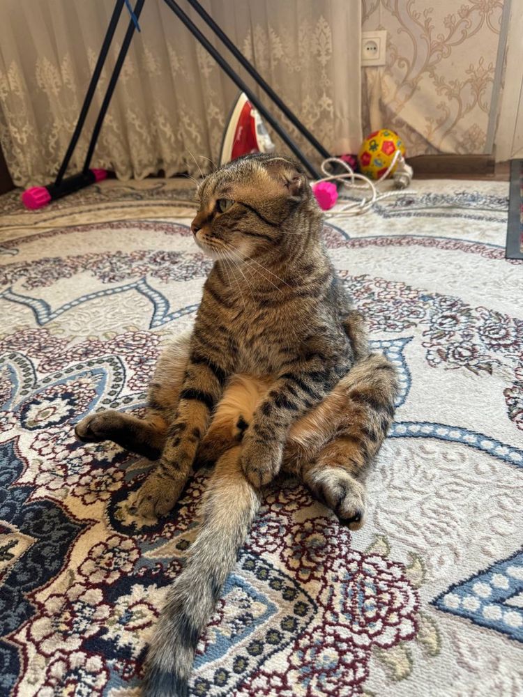 Отдам домашнего породистого кота в хорошие руки!!