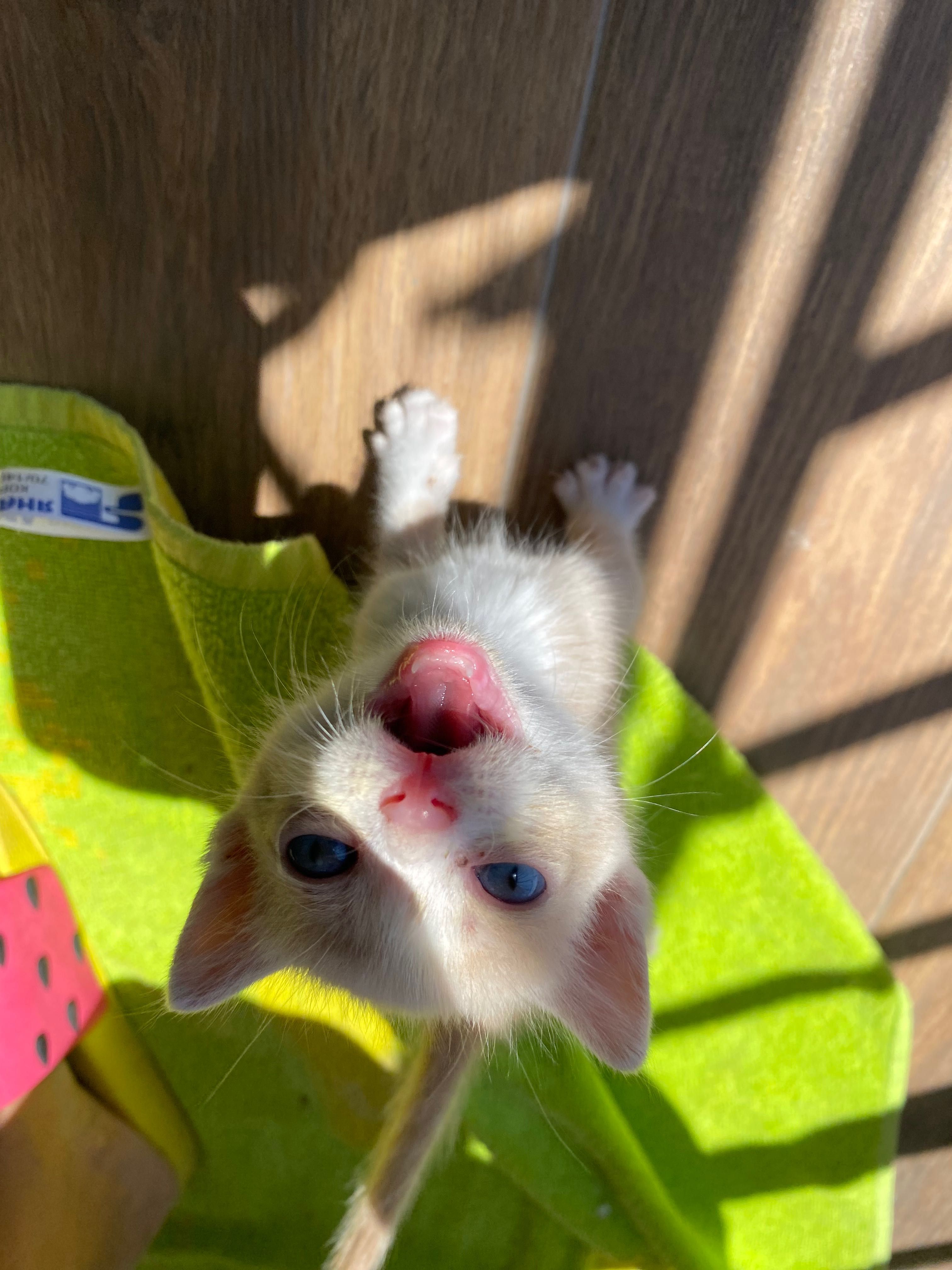 ПОДАРЯВАМ 5 котенца!!!
